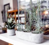 Bring the Outside into Your Home with Succulents