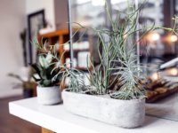 Bring the Outside into Your Home with Succulents