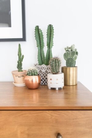 Succulents on night stand - omaha remodeler
